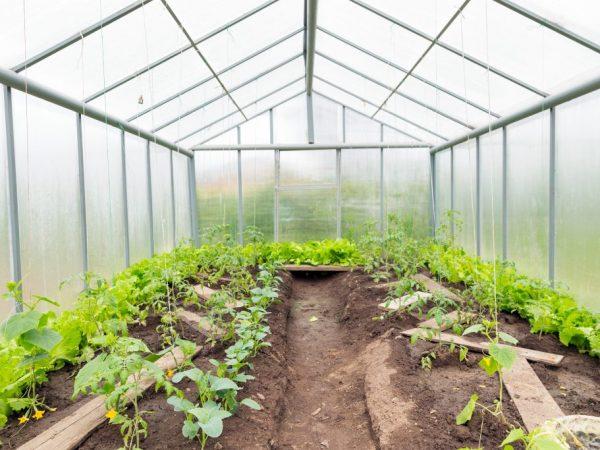 Polycarbonate greenhouse ga cucumbers