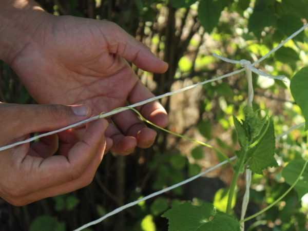 Regler for dannelse av agurker i det åpne feltet