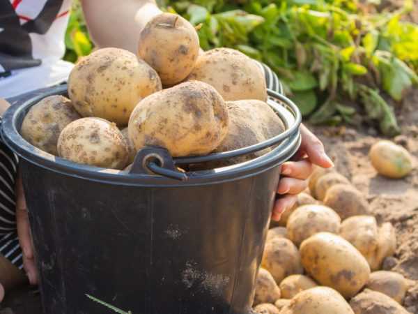 Beschrijving van Timo's aardappelen