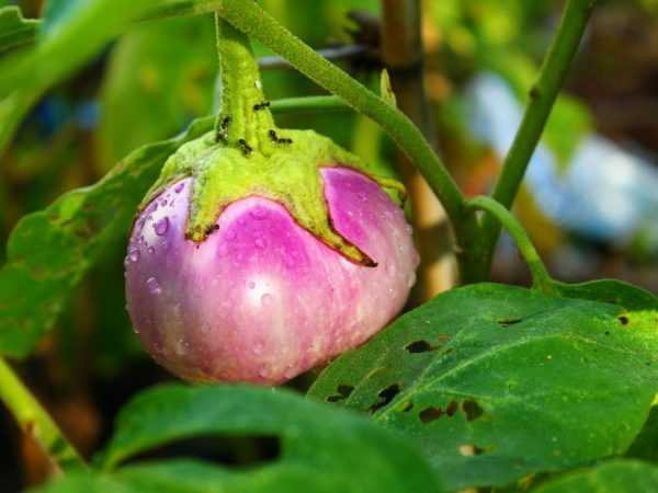 Kupambana na aphids kwenye miche ya eggplant