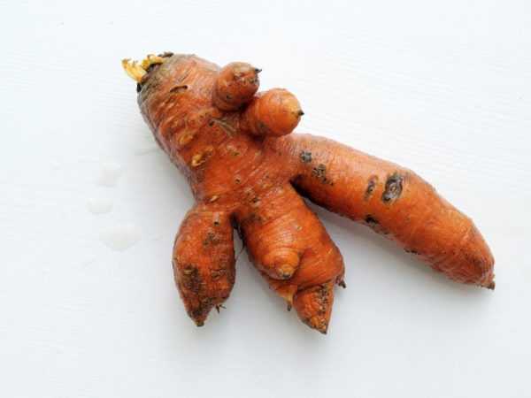 Taistelu kirvoja vastaan ​​porkkanoissa