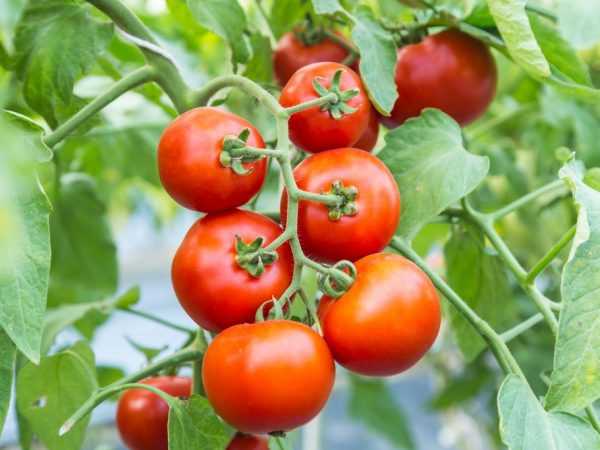 Kjennetegn på Tolstoy tomat