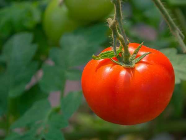 Kjennetegn på en tomatsort Fett