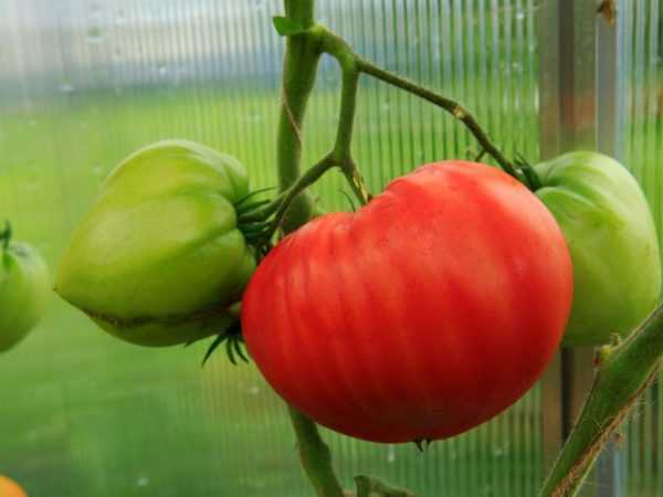 Tomaattilajikkeen Tolstye Chechki ominaisuudet