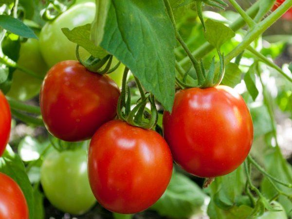 Beskrivelse av Torbay tomat