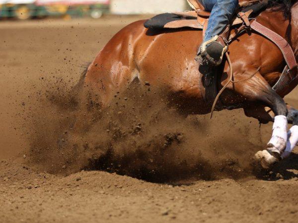Trakénsky kôň je ideálny pre akýkoľvek jazdecký šport