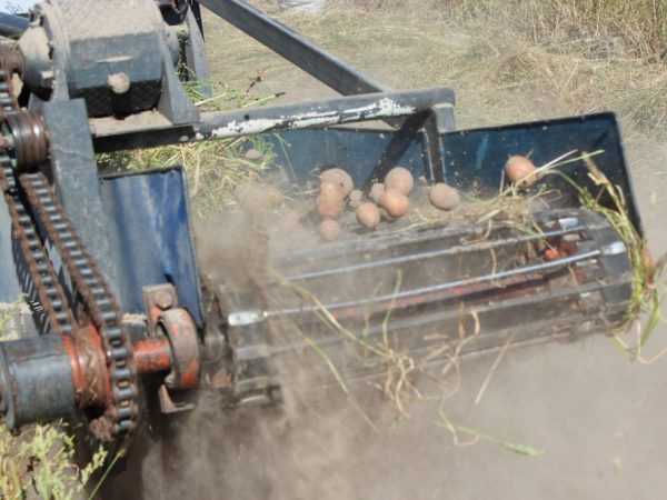 Transporter excavator de cartofi pentru tractor cu mers pe jos