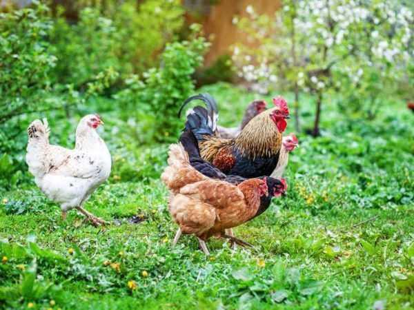 Beskrivelse og egenskaper til kyllinger av tricolor-rasen