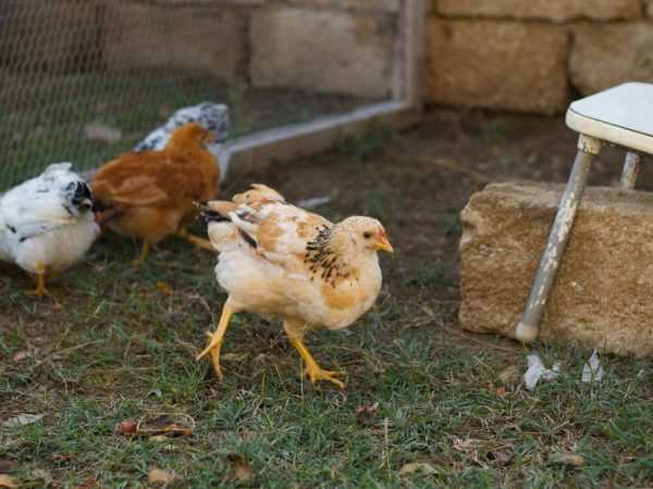 Εμφάνιση Τρίχρωμων κοτόπουλων Εμφάνιση Τρίχρωμων κοτόπουλων