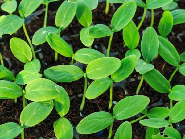 Frøplanter plantes i oppvarmet jord