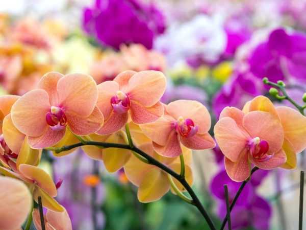 Hvordan takle trips på orkideer