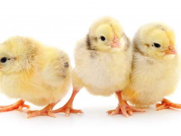 Drie Vitamina P voor kippen