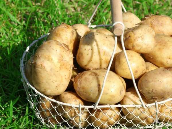 圖列夫斯基馬鈴薯品種的描述