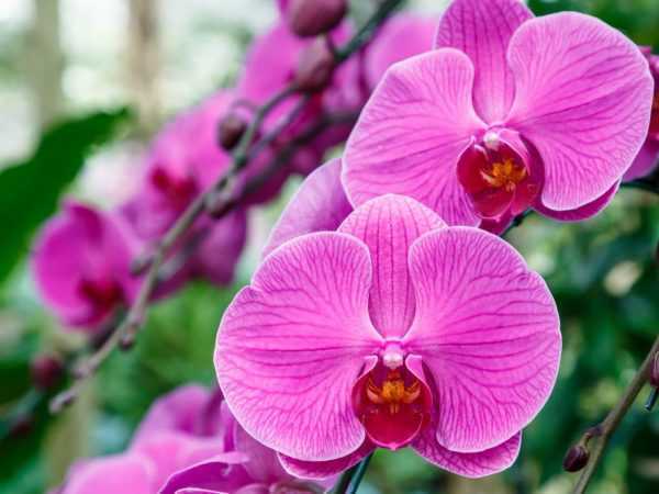 Proč uschne stonek orchideje
