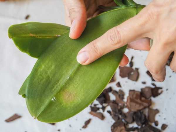 Orkidean kuihtuminen voi olla luonnollista tai tuskallista