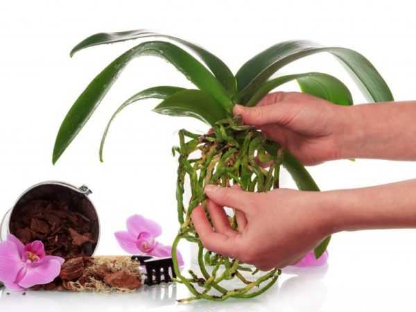 Substratul orhideei este format din scoarță mică și medie și mușchi - sphagnum