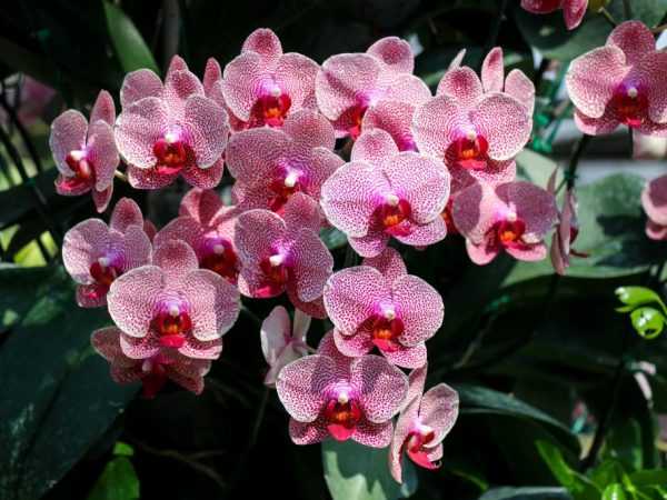 Подходящие удобрения для орхидеи