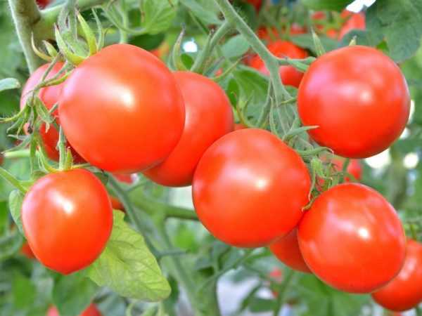Nuttige meststoffen voor tomaten in de volle grond