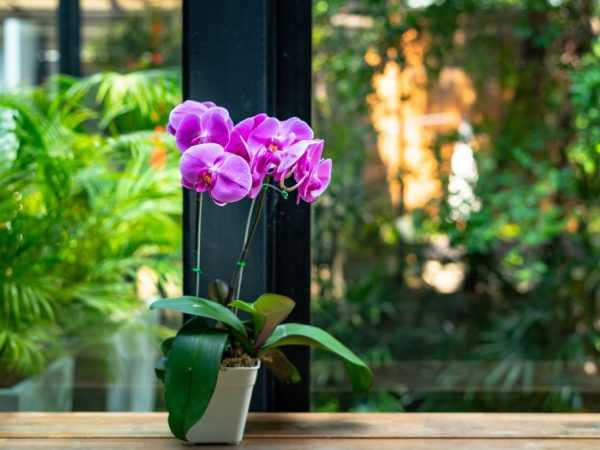 Hjemmepleie for phalaenopsis etter kjøp