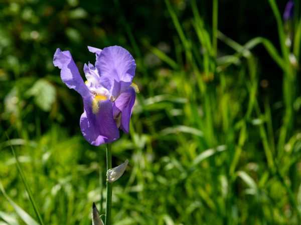 Regler för att ta hand om iris på hösten