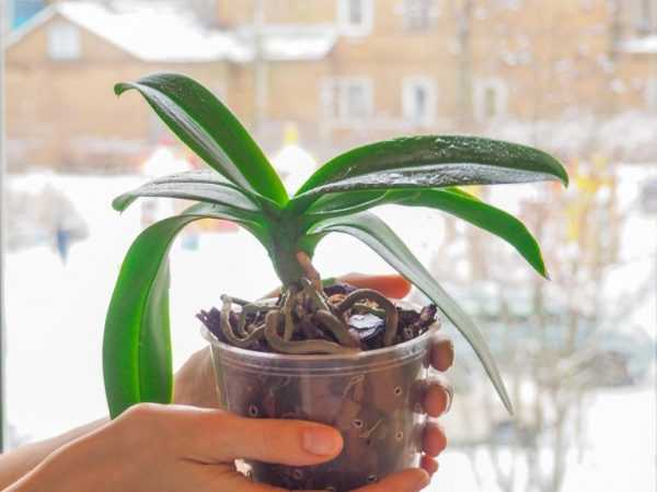 Starostlivosť o orchidey v zime