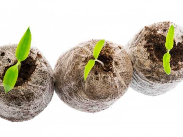 Выращивание в торфяных таблетках поможет обойтись без пикировки