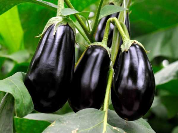 Halayen nau'in eggplant Universal 6