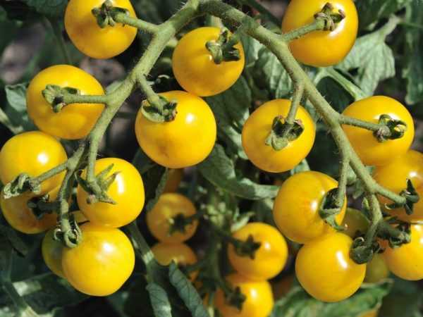 Tomaattien tuottavuuden indikaattorit yhdestä pensaasta