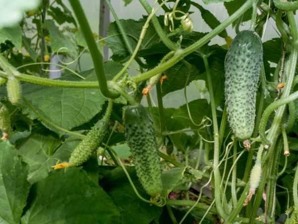 Manuniya na yawan amfanin ƙasa na cucumbers a cikin greenhouse