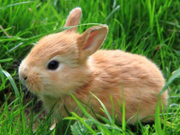 Tungau telinga pada kelinci