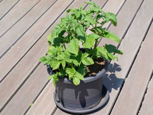 Phương pháp trồng khoai tây tại nhà