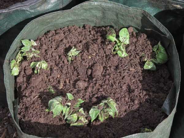 Seedlings a cikin guga