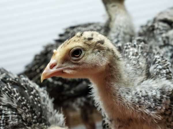 Ayam kalkun yang sehat tidak berasal dari setiap telur