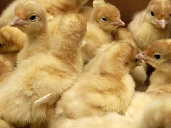 Membiakkan anak ayam kalkun dalam inkubator