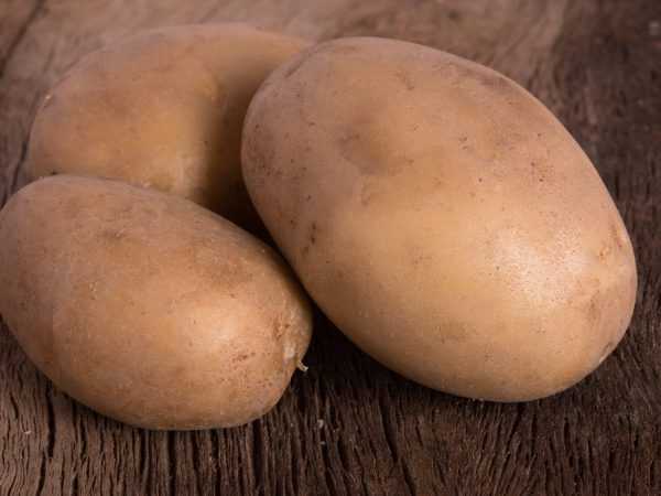 Karakteristik dari varietas kentang Vektor