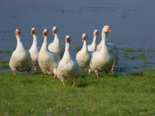 Hungarian geese
