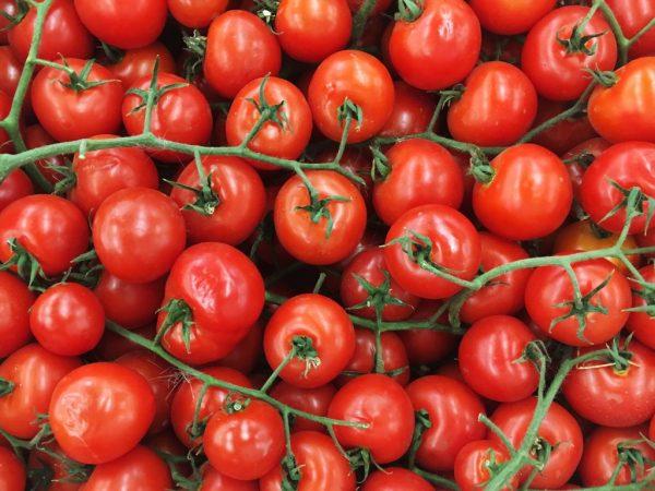Ciri-ciri varieti tomato Cherry Red
