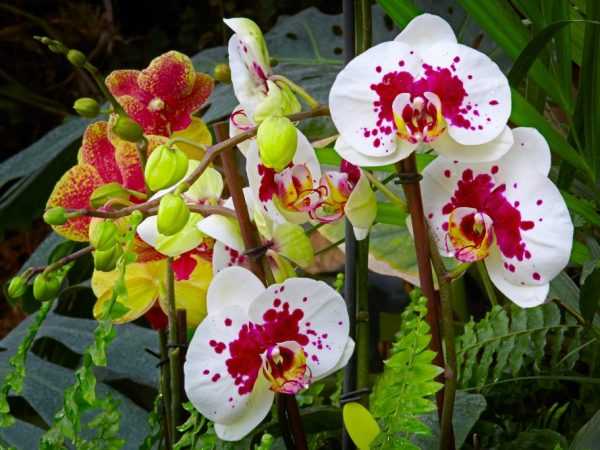 Vitamini kwa orchids