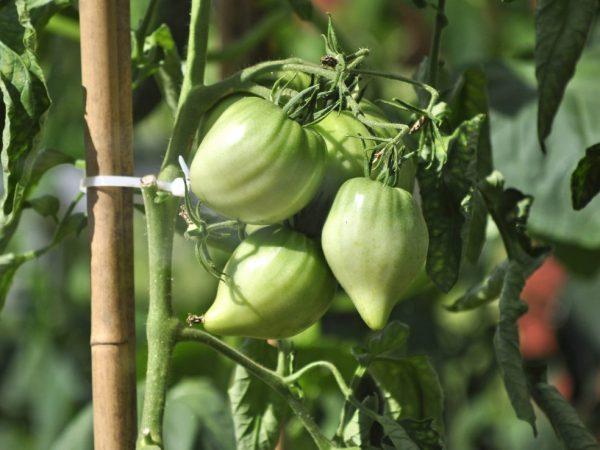 Volovye Heart -lajikkeen tomaattien kuvaus ja ominaisuudet
