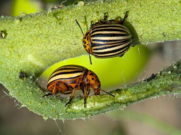 Larva kumbang kentang Colorado membahayakan tanaman