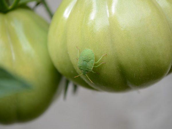 Skadedyrkontroll av tomatfrøplanter