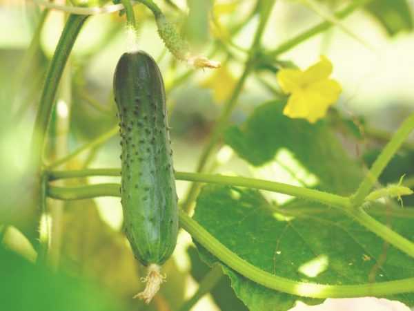 Halaye na Vyatsky cucumbers