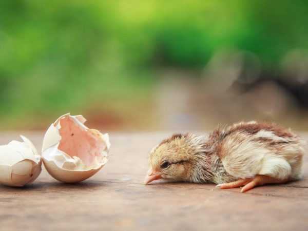 Líhnutí kuřat z vejce