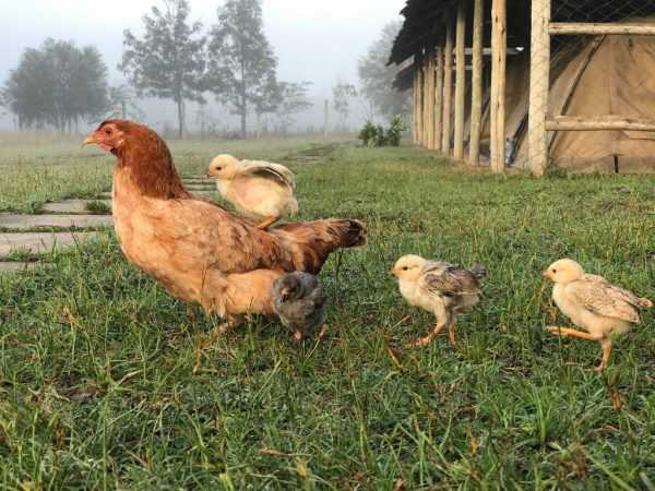 Απώλεια αυγών στα κοτόπουλα