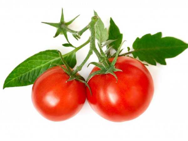 Menanam tomato mengikut kaedah Galina Kizima