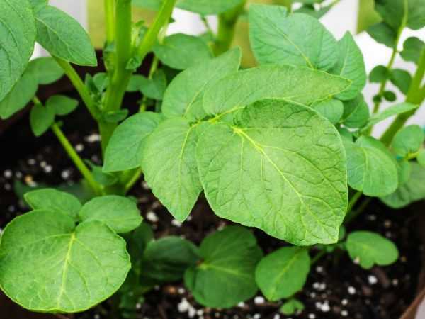 A burgonya hordóban termesztésének elve