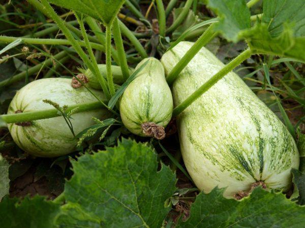 Regler for dyrking av zucchini