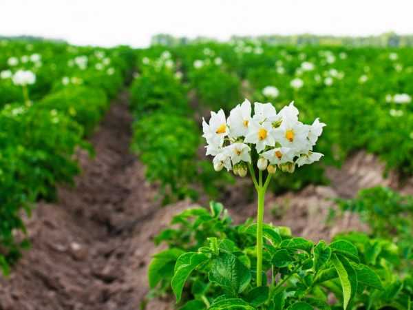 Peraturan untuk menanam kentang di padang terbuka