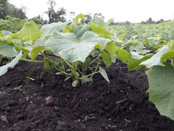 Regler för att odla gurkor på det öppna fältet