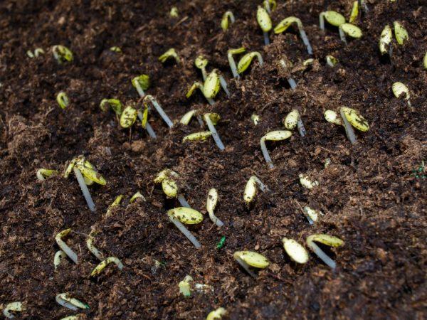 Este necesar să semănați semințele în pământ deschis după toate înghețurile.